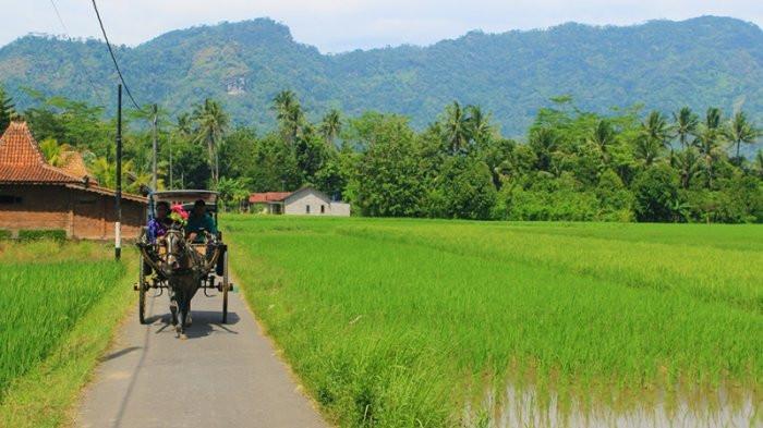 Ilustrasi Seseorang sedang Melintasi Kawasan Persawahan di Pedesaan. (Tribunnews)