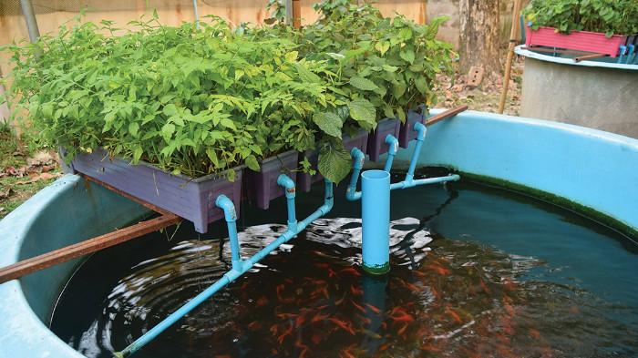 Ilustrasi Merawat Kolam Ikan dengan Sistem Penyaring yang Proper. (Kodama Koi Farm)