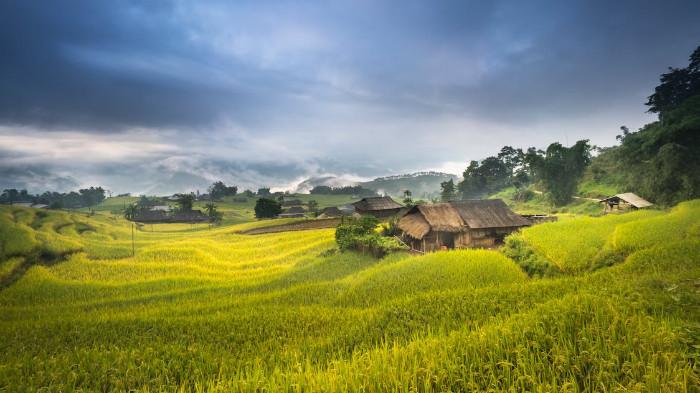 Ilustrasi Rumah yang Dikelilingi oleh Persawahan. (pexels.com)