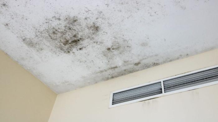 Pertumbuhan Jamur atau Lumut di Beberapa Area