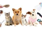 6 Peran Jasa Grooming dalam Menjaga Penampilan dan Kesehatan Hewan Peliharaan