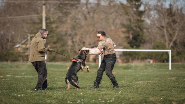 Mempersiapkan Anjing untuk Aktivitas Spesifik