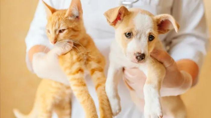 Mengurangi Risiko Penularan Penyakit di Rumah