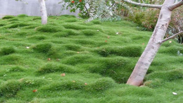 Rumput Zoysia