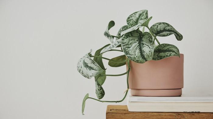  Pothos, tanaman indoor yang bisa menyerap debu | foto freepik/rawpixel.com