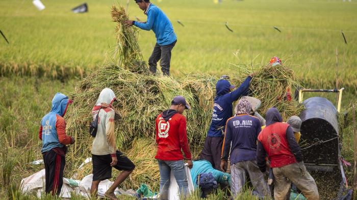 Aktivitas Petani di Pedesaan. (Foto : Kompas Money)