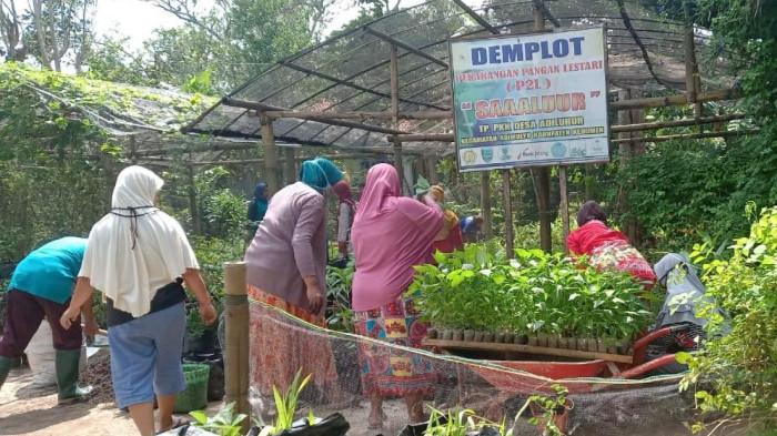 Atraksi Pekarangan Pangan Lestari. (Foto : Kemenekraf)