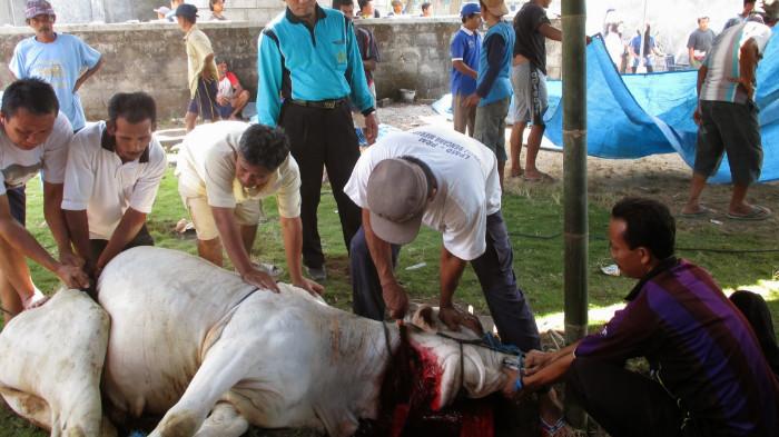 Hewan qurban yang sudah disembelih. (Foto : KUA Kalasan)