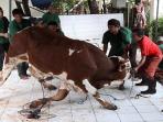 Jelang Idul Adha, Ini 5 Kriteria Lokasi Penyembelihan Hewan Qurban yang Ideal