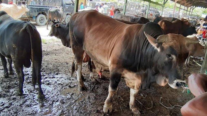 Memilih lokasi hewan qurban yang terpisah dari area permukiman warga. (Foto : Tribunnews.com)