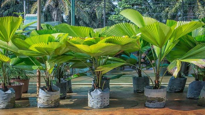 Palem Kipas (Licuala Grandis)