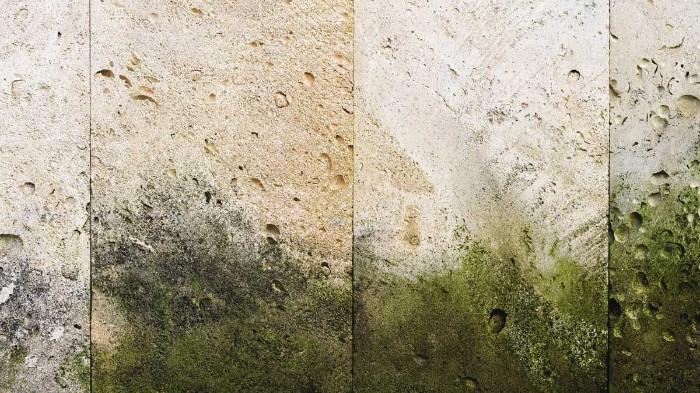 Segera Tangani Pertumbuhan Lumut dan Jamur