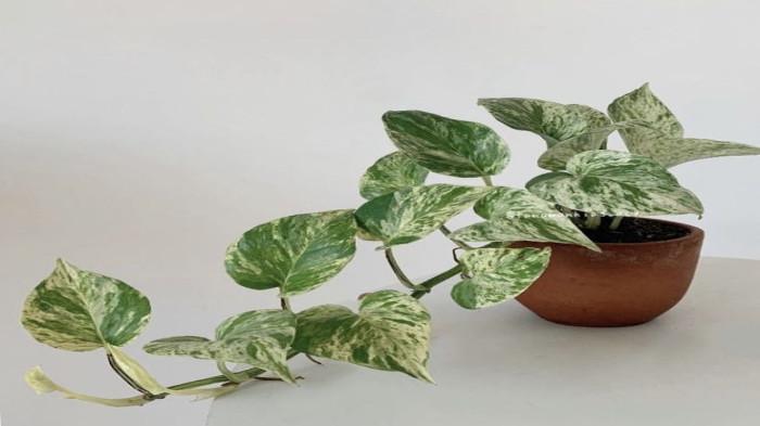 Sirih Gading (Epipremnum Aureum)