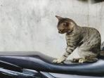 4 Cara Sederhana Melindungi Jok Motor dari Cakaran Kucing
