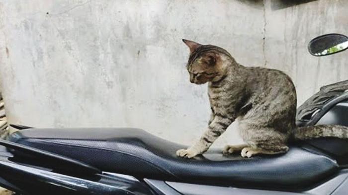 4 Cara Sederhana Melindungi Jok Motor dari Cakaran Kucing