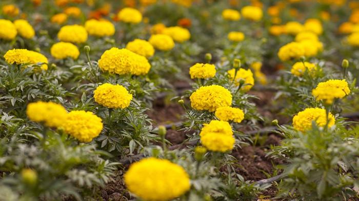 Marigold ampuh usir ular dari halaman rumah | foto freepik/freestockcenter