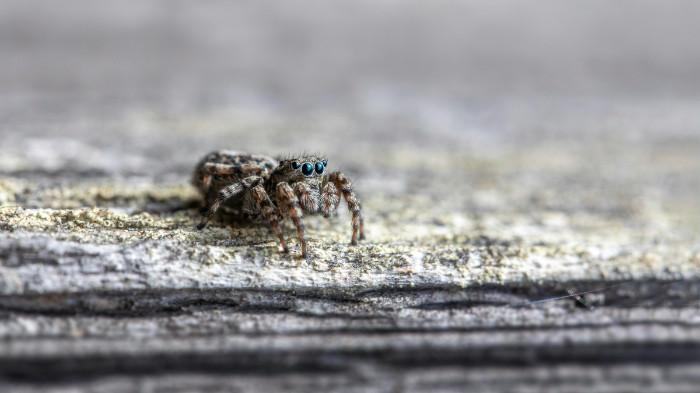 Ilustrasi rayap dan hama yang merusak furnitur kayu dalam rumah. (pexels.com) 