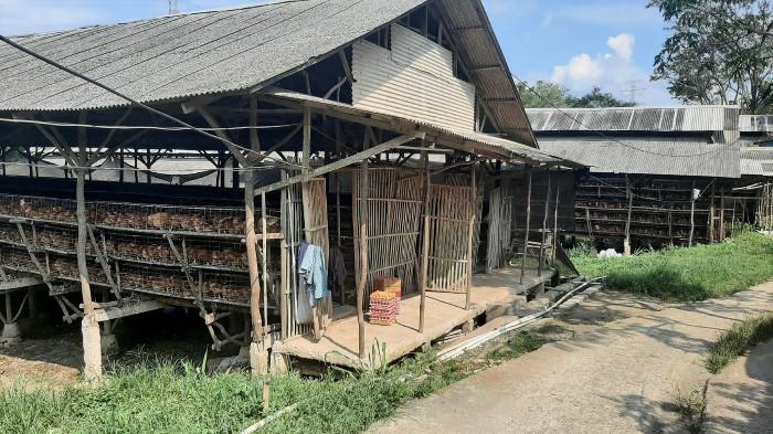 5 Hal yang Perlu Dipertimbangkan Sebelum Membeli Rumah Dekat Peternakan Ayam