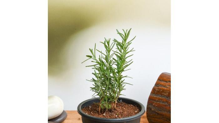 Ilustrasi rosemary | Nurserylive
