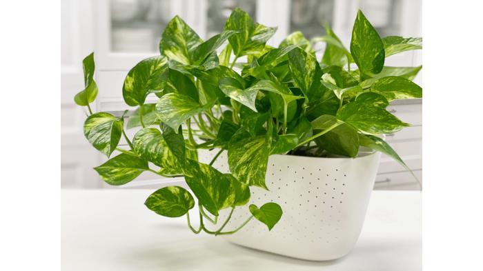 Tanaman hias Golden Pothos | Nouveau Raw