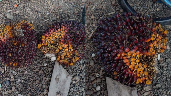  Kesy Mahesa bercerita tentang sawit | TribunX